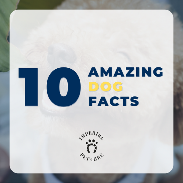 10 Amazing Dog Facts