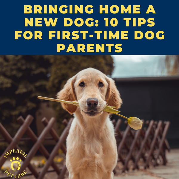 Bringing Home a New Dog: 10 Tips for First-Time Dog Parents